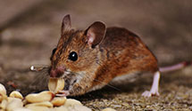 24 Hour & Emergency Exterminators in Port Vue, PA
